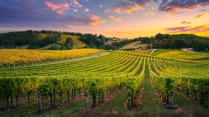 Image of a winery sunset