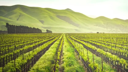 Image of a vineyard