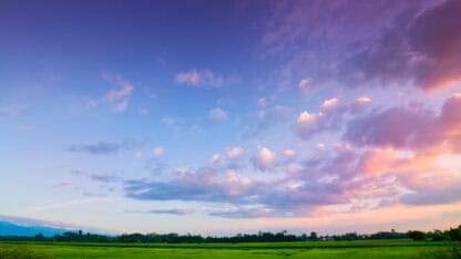Green rice field with evening sky.