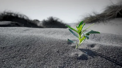 Plant using resources to survive (and thrive) in challenging conditions