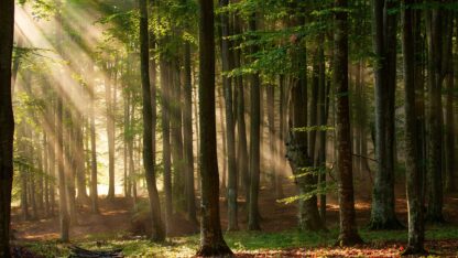 Sunlight piercing through a temperate forest canopy.
