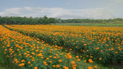 Field of flowers representing how the benefits of tax planning can bloom during tax season